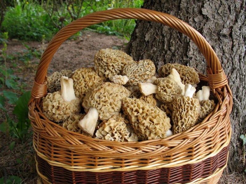 Morel picking