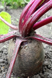 pag-aani ng beet