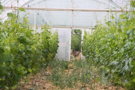 Ang pagtatanim ng mga ubas sa isang greenhouse