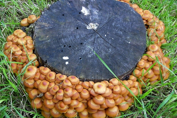 Paddestoelen kweken in het land