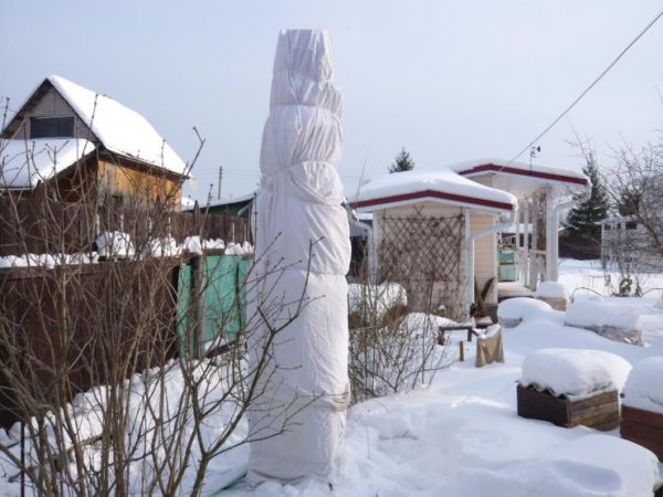 naaldboom onderdak voor de winter