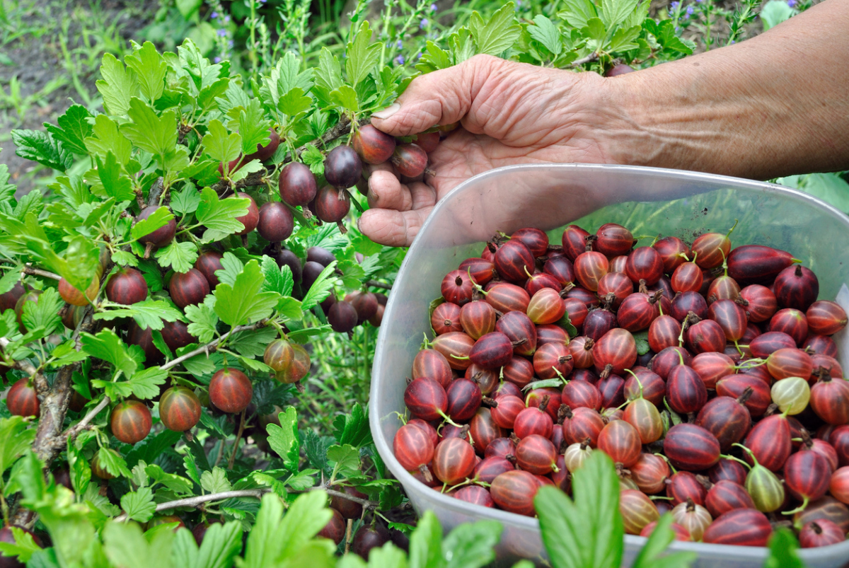 Kruisbes planten in de herfst