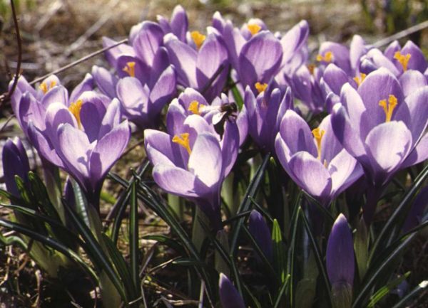 spring crocus