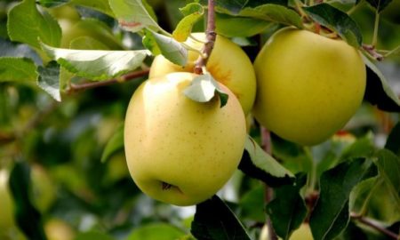 Winter variëteiten van appelbomen