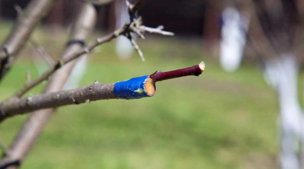 hoe je een appelboom plant