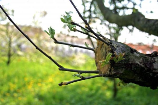 hoe je een appelboom in de herfst plant