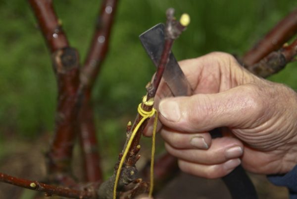 hoe je een appelboom in de herfst plant