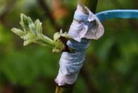 inoculation sa pamamagitan ng budding