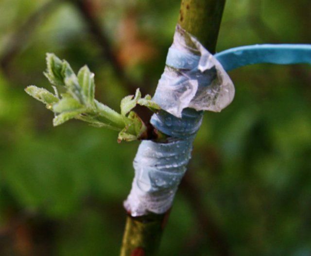 inoculation sa pamamagitan ng budding