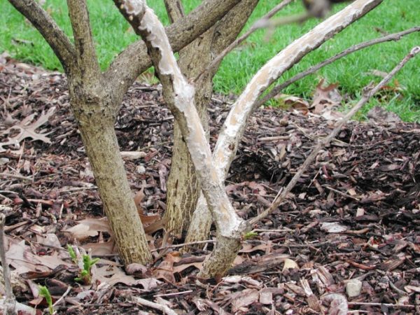 bescherming van bomen tegen knaagdieren