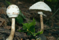 Paddestoelen parasols