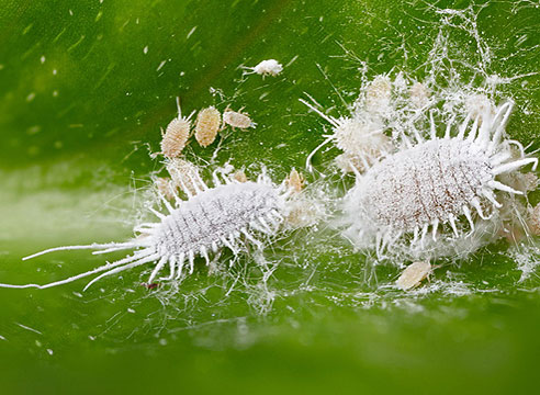 Mealybug