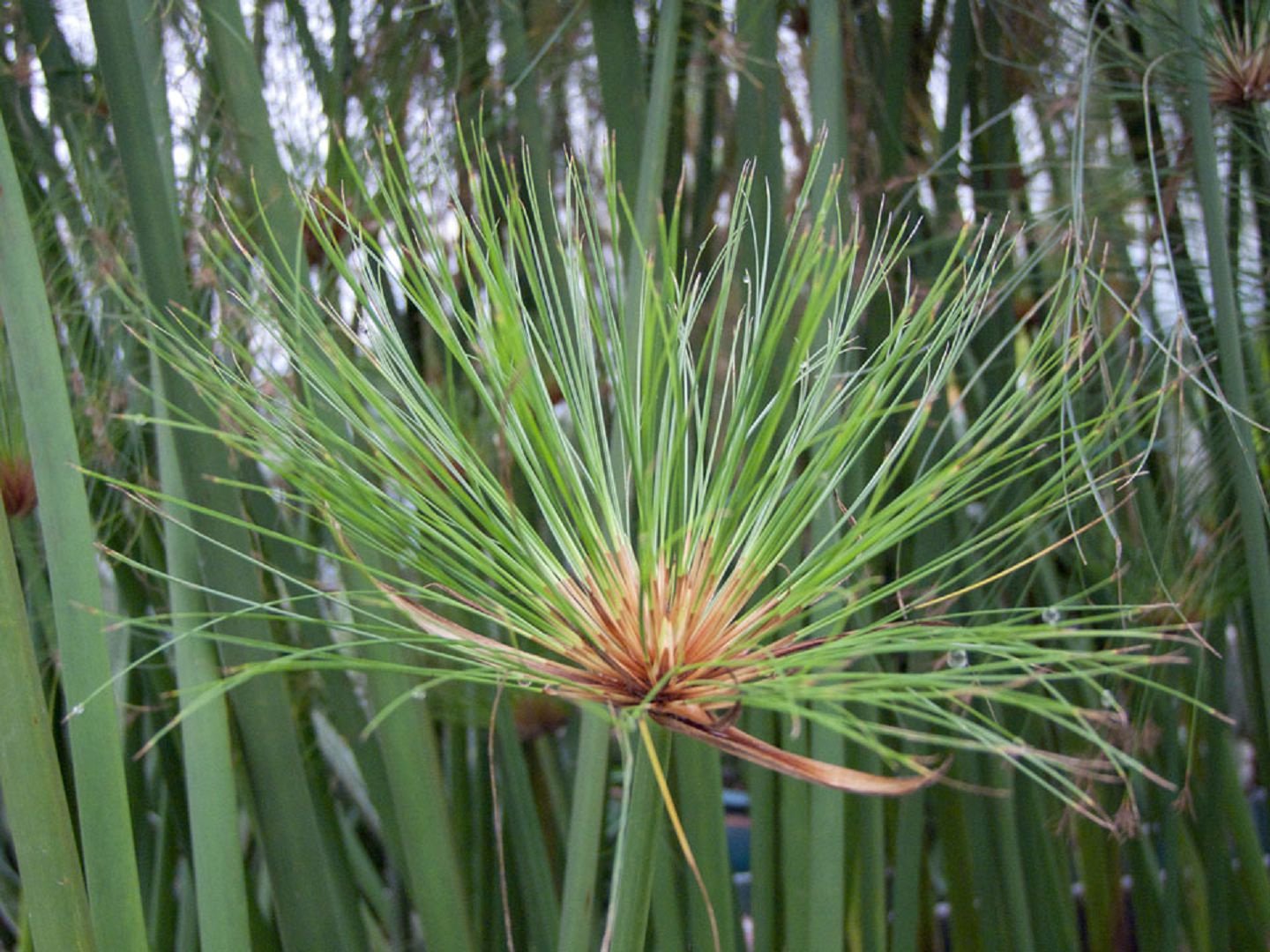 Cyperus