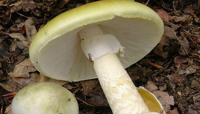 Pale toadstool