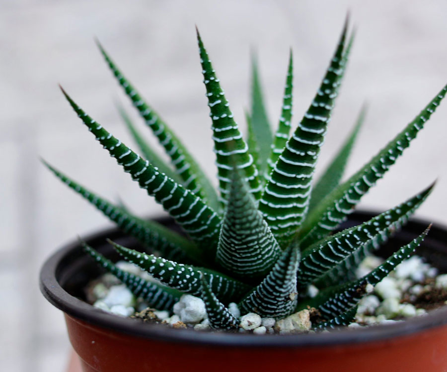 Haworthia