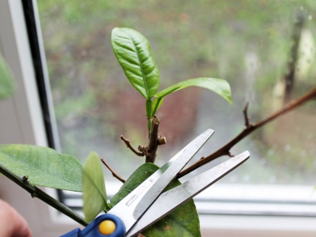 Pruning