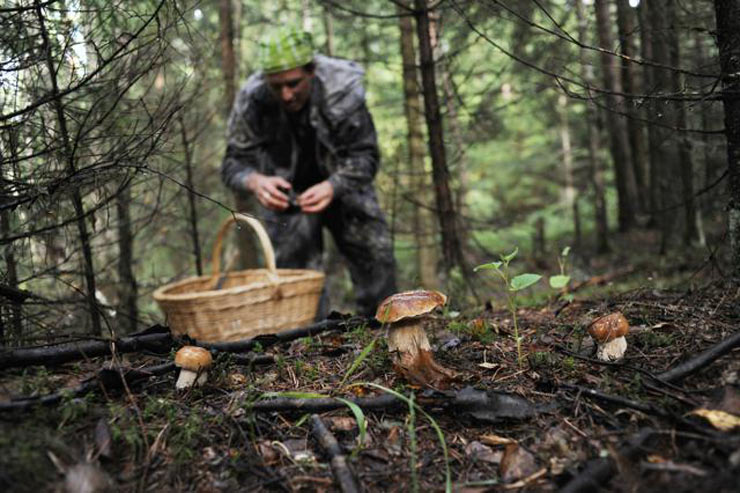 Paddenstoelen plukken