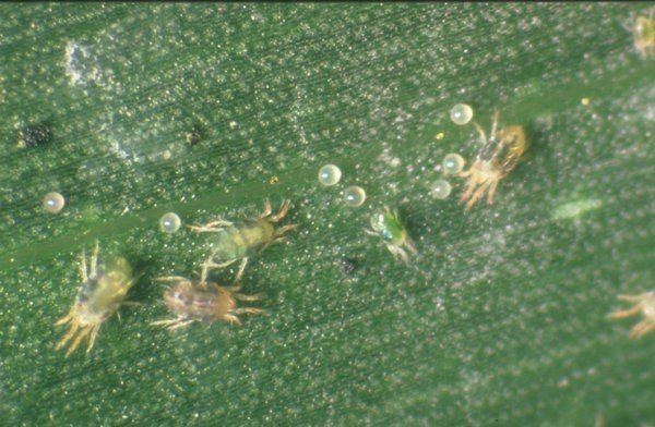 Spider mite