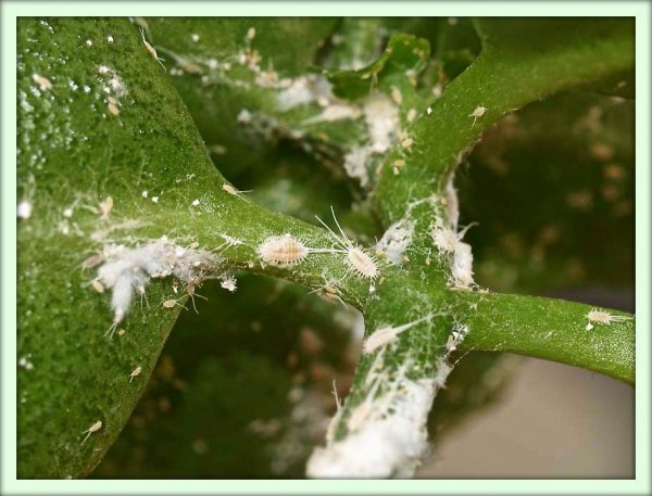 Mealybug