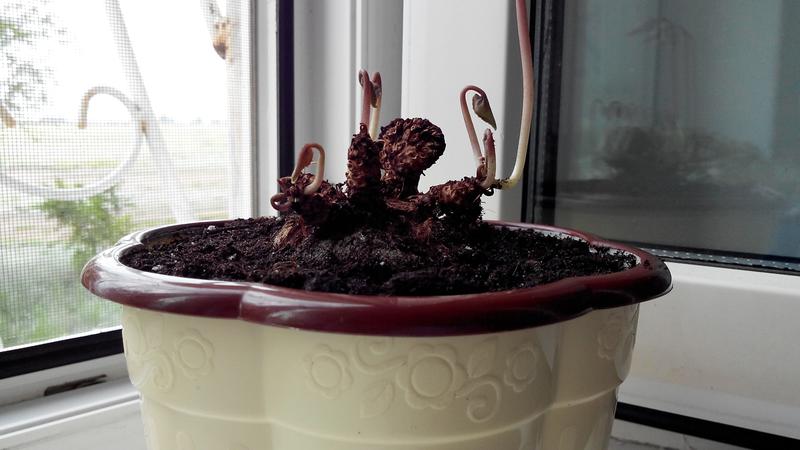 Dormancy ng bulaklak