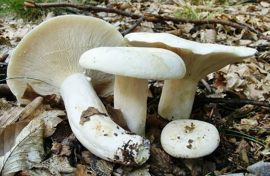 agaric peper