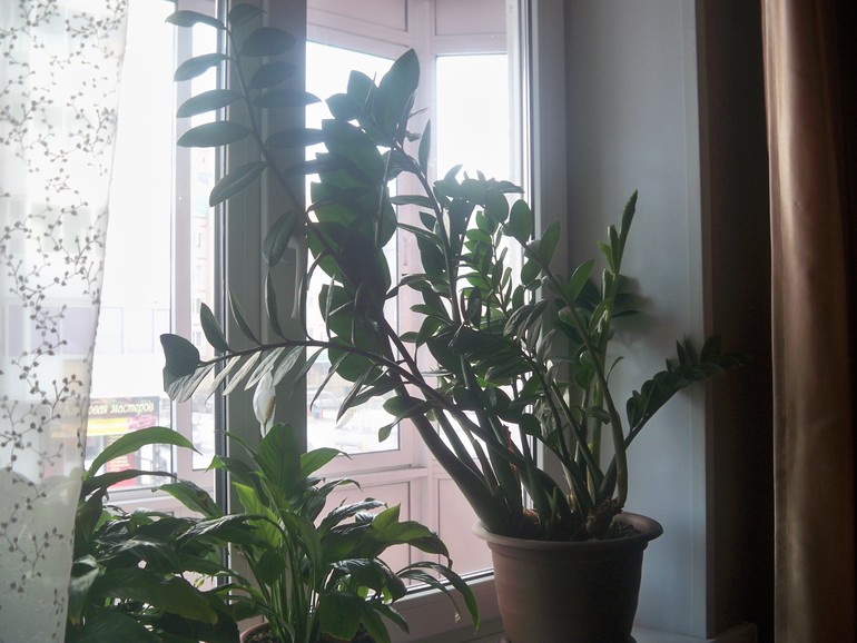 Zamioculcas