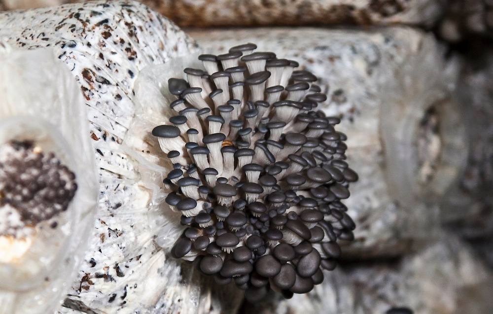 Paddestoelen kweken in zakken