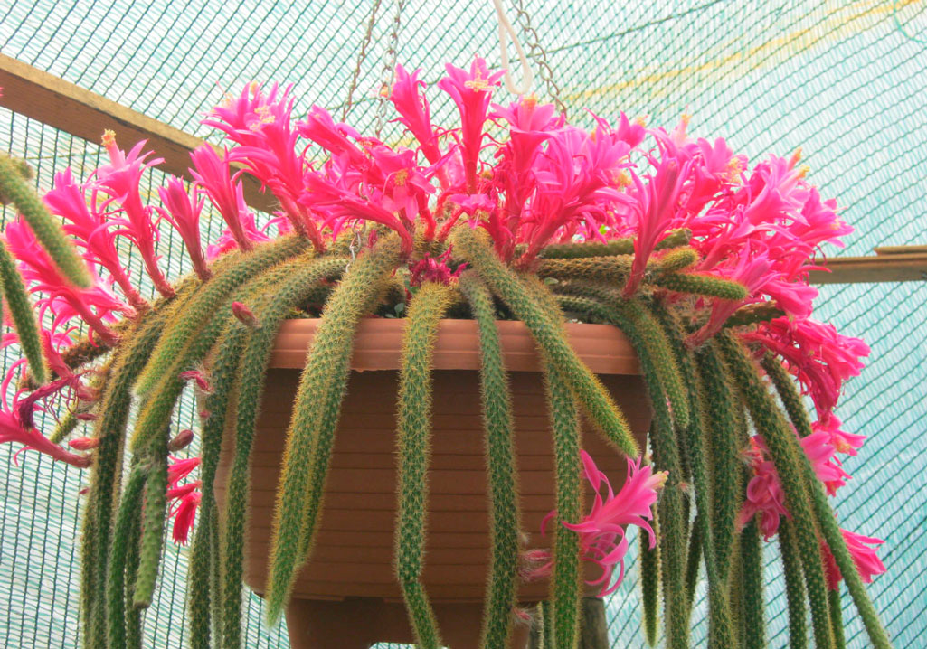 Lash na hugis aporocactus