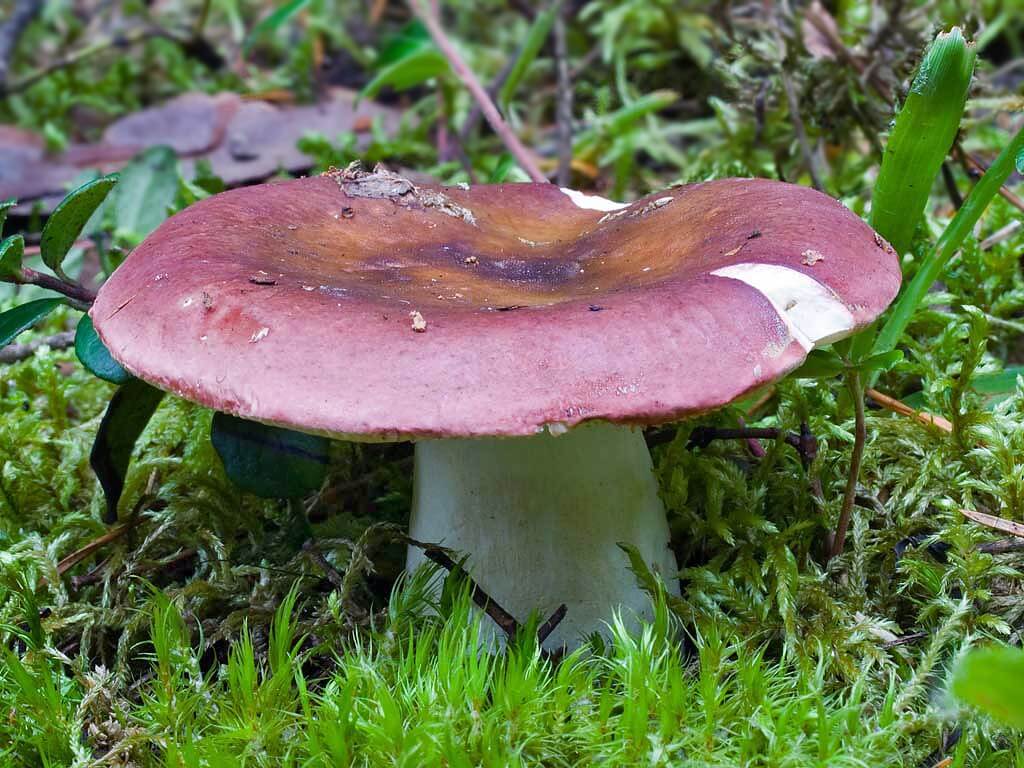 Russula Violet