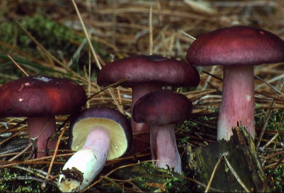 Russula mørk lilla