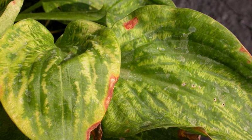 Anthracnose