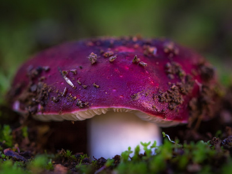 Russula syrin