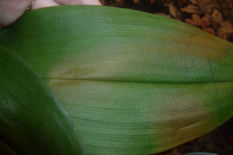 Orchid Leaf Burn