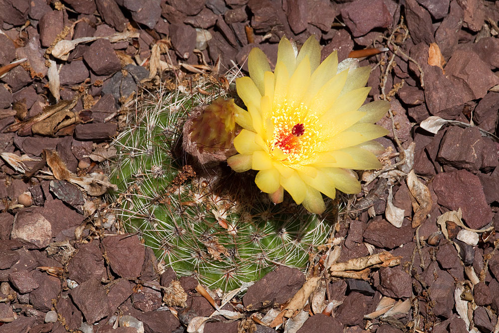 Notocactus