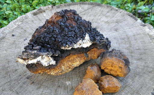 Chaga Birch Mushroom