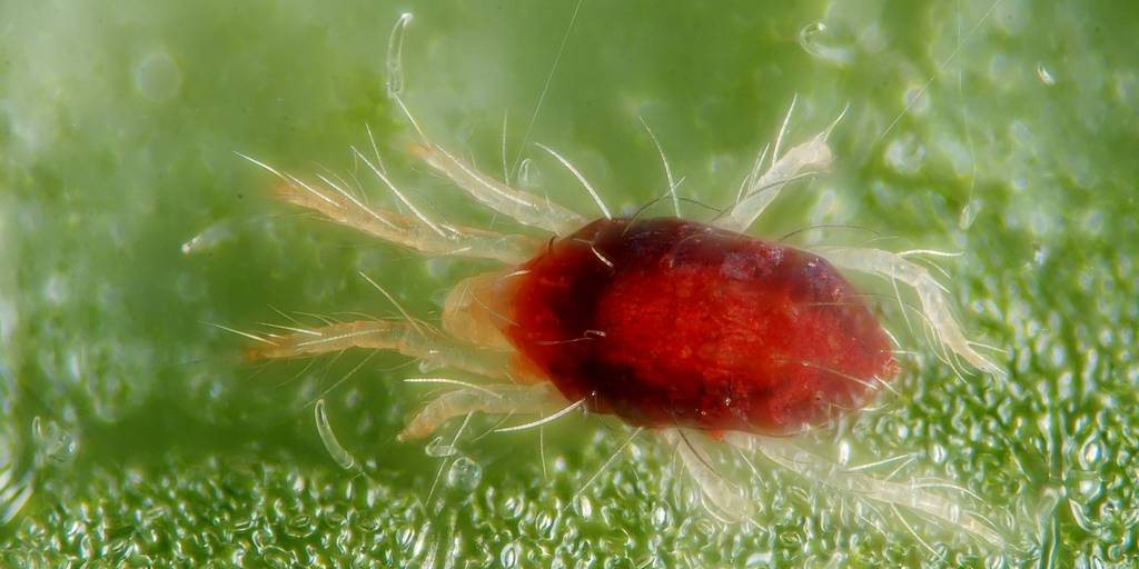 Spider mites