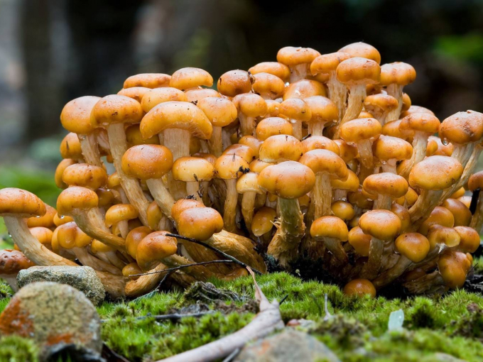 champignons