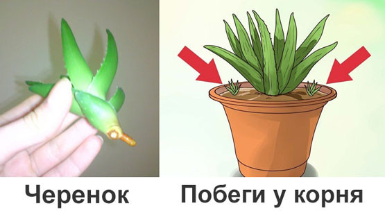 Aloe formeringsmetoder