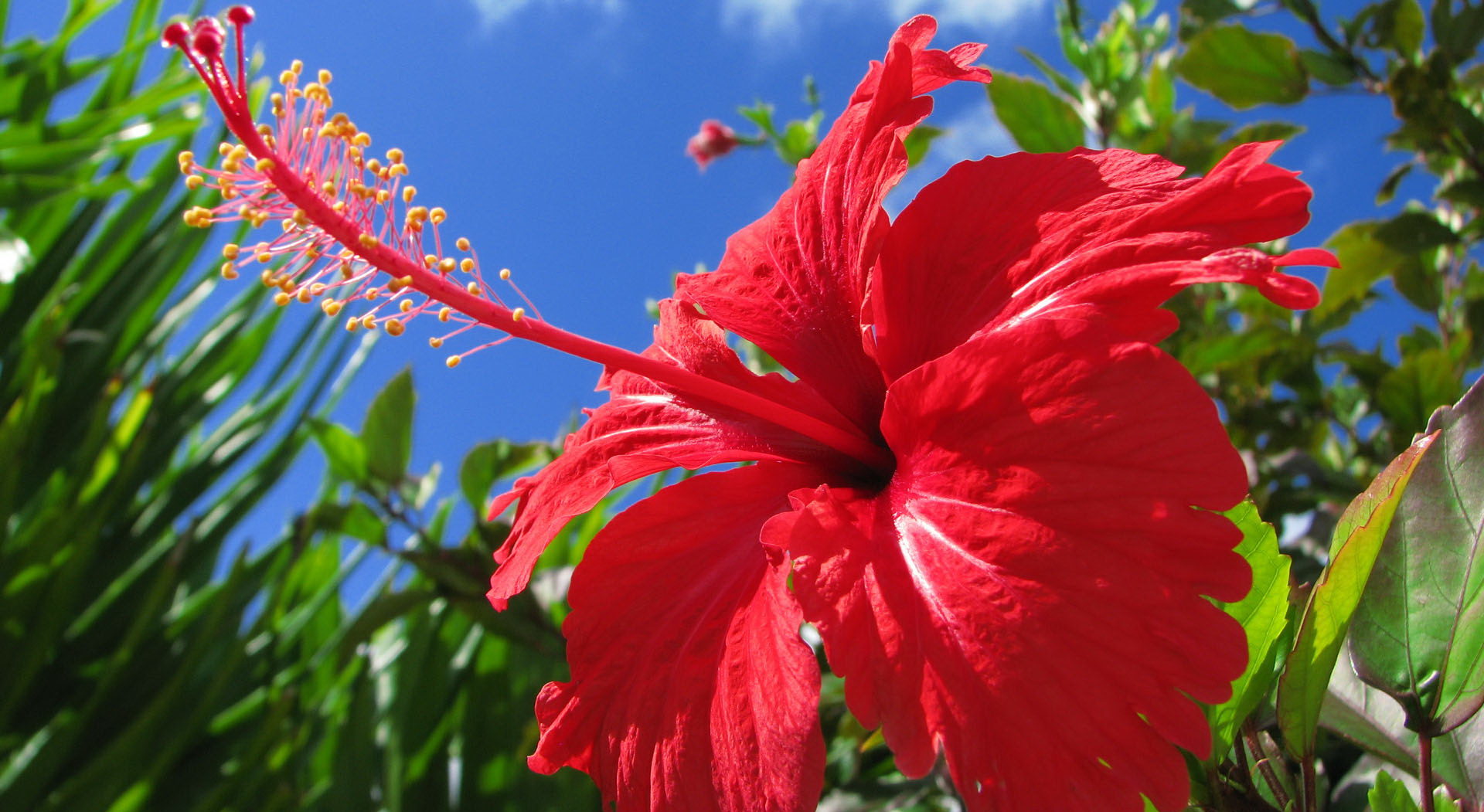 hibiscus