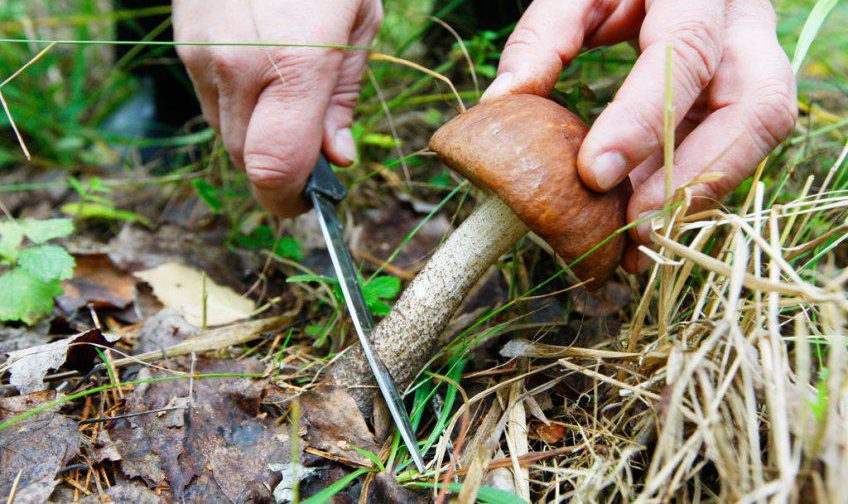 Paddenstoelen plukken