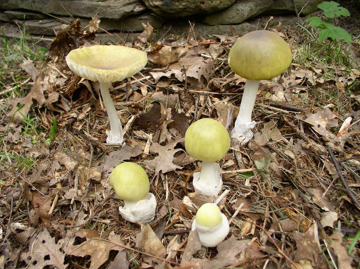 Pale toadstool