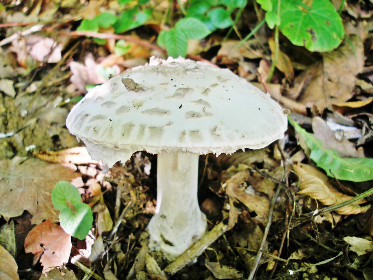 White fly agaric