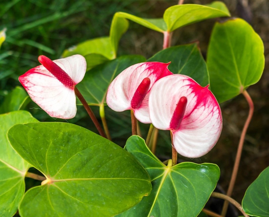 Anthurium