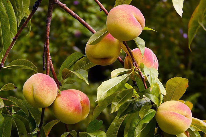 Peach Care om høsten