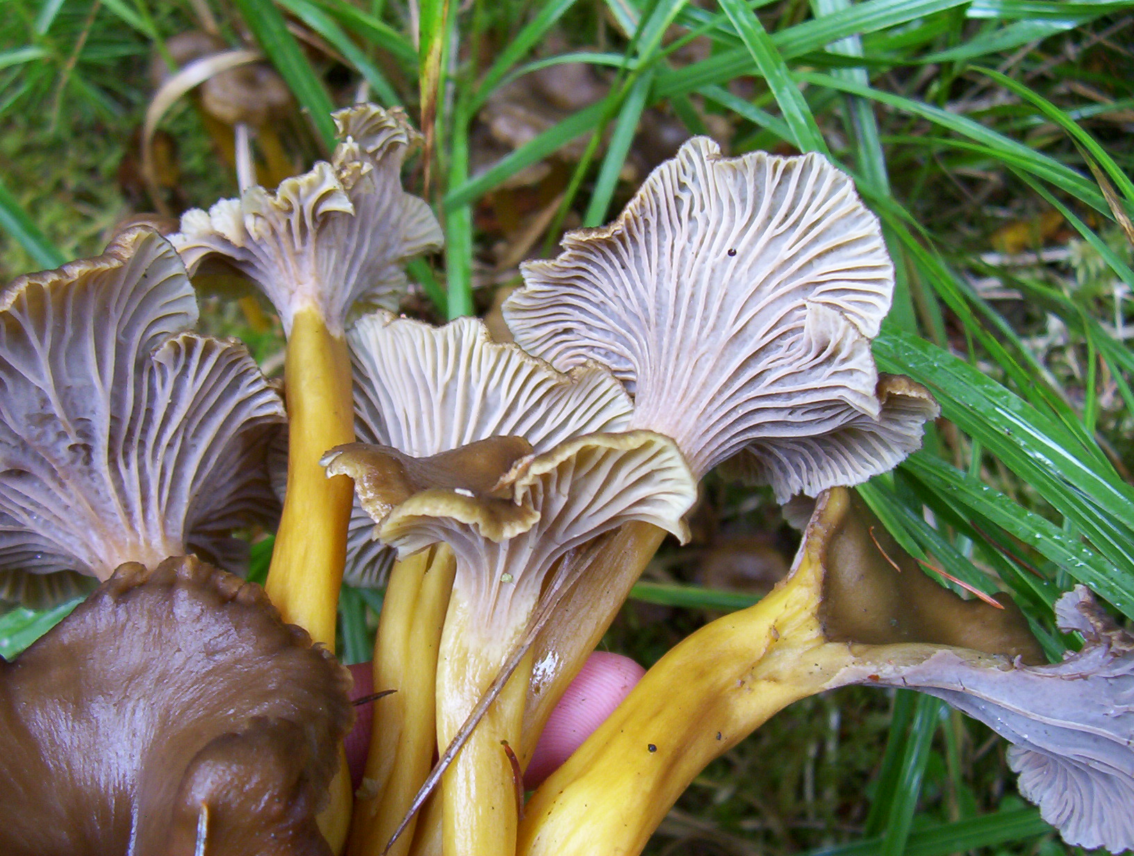 Chanterelle