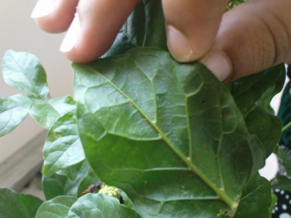 Ongedierte op een jasmijnblad