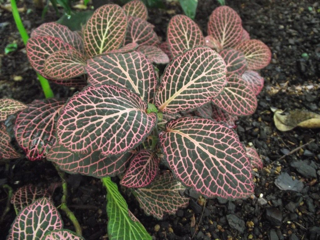 Fittonia