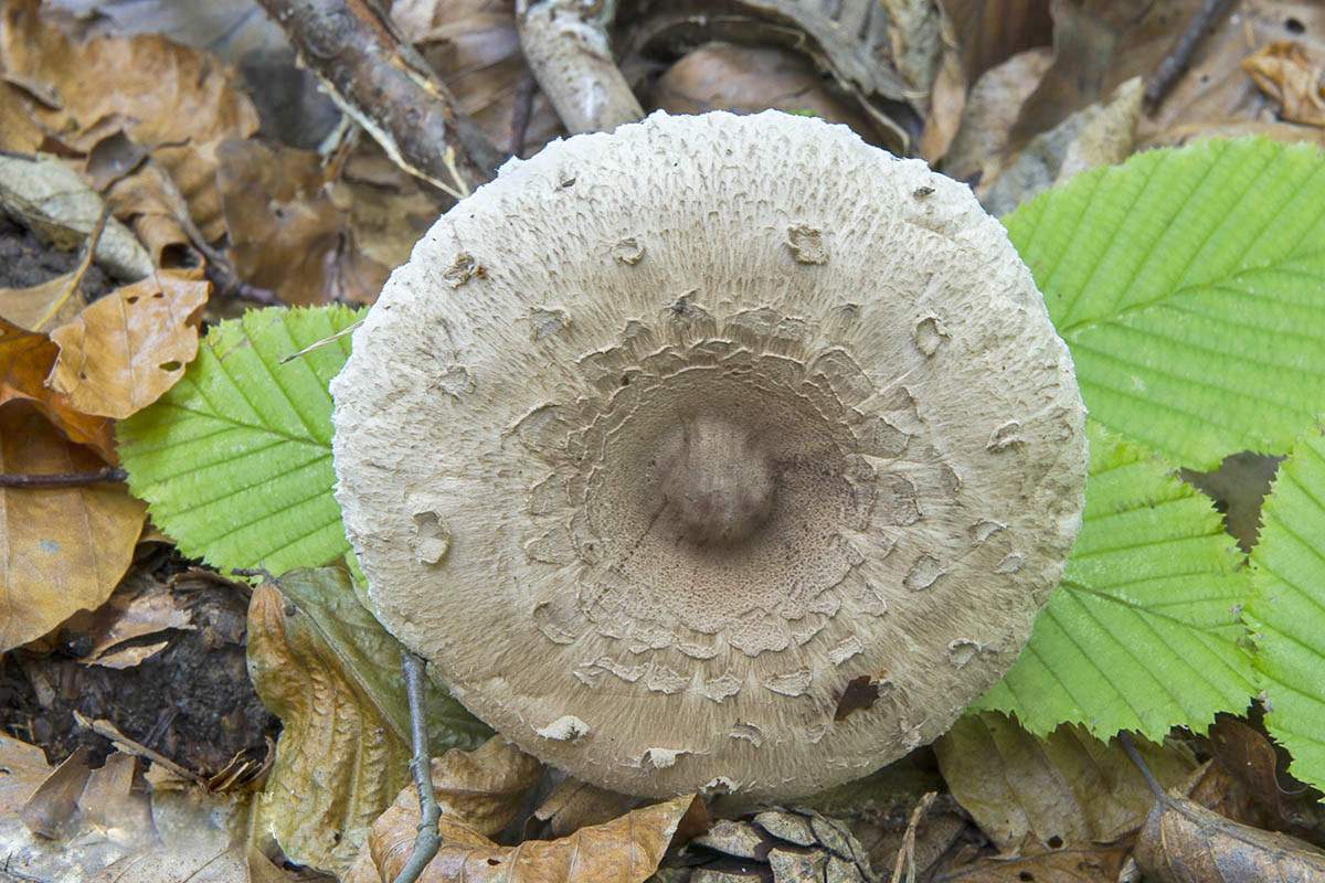 Conrad Mushroom Umbrella