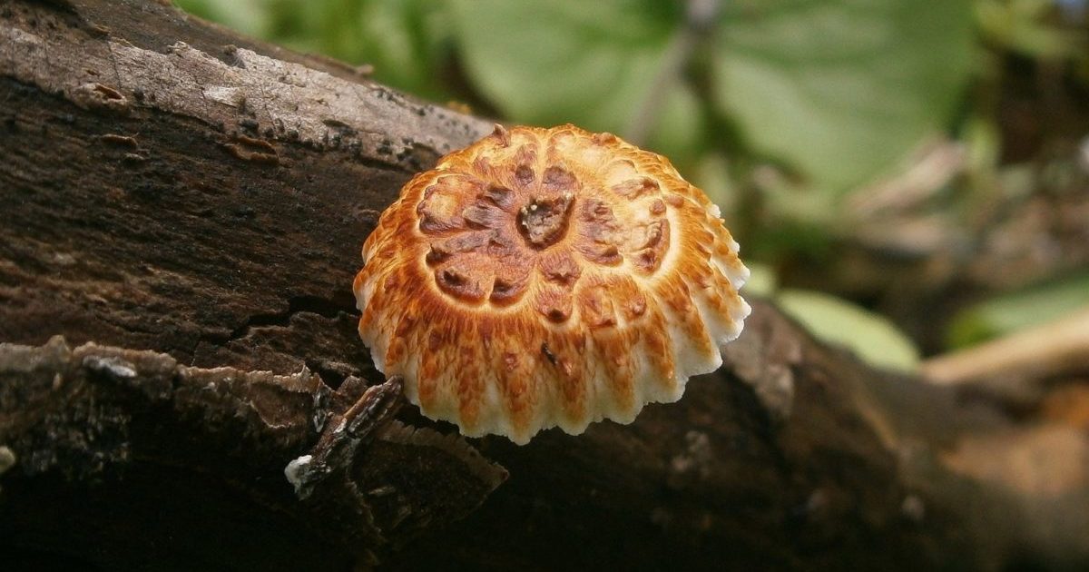 champignons