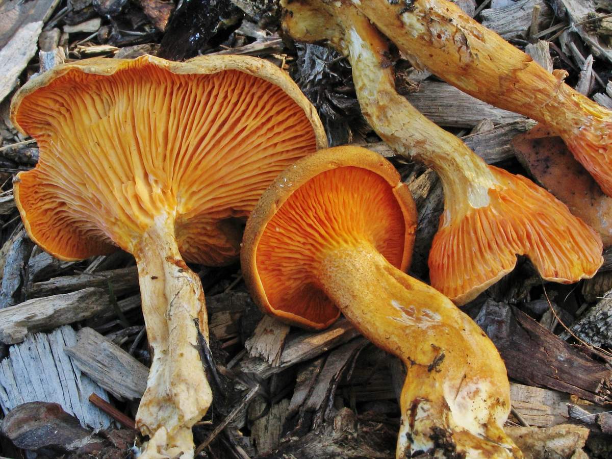 Maling chanterelles